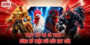 Trực Tiếp Đá Gà UU88 - Bùng Nổ Trận Đối Đầu Hay Cấn